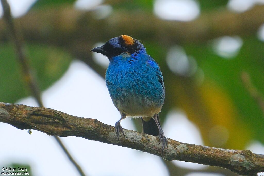 Golden-naped Tanageradult