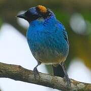Golden-naped Tanager