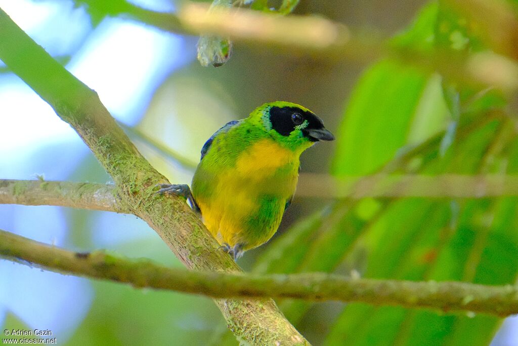 Green-and-gold Tanageradult