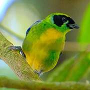 Green-and-gold Tanager