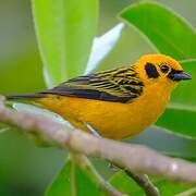 Golden Tanager