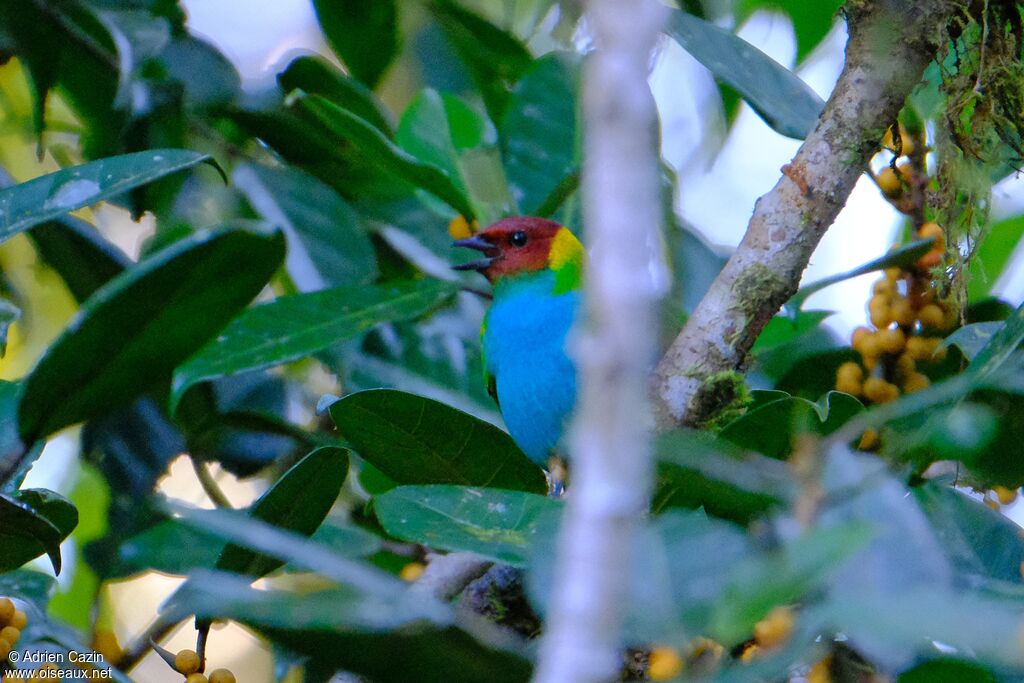 Bay-headed Tanageradult