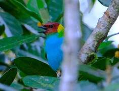 Bay-headed Tanager