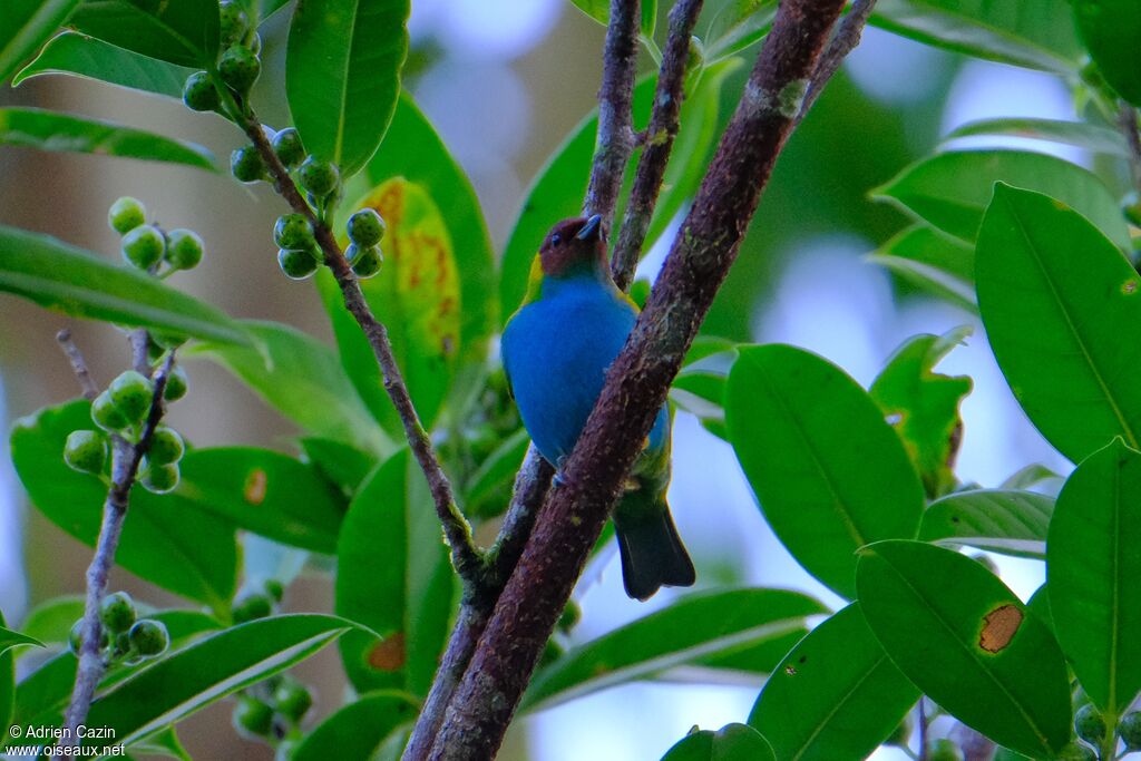 Bay-headed Tanageradult