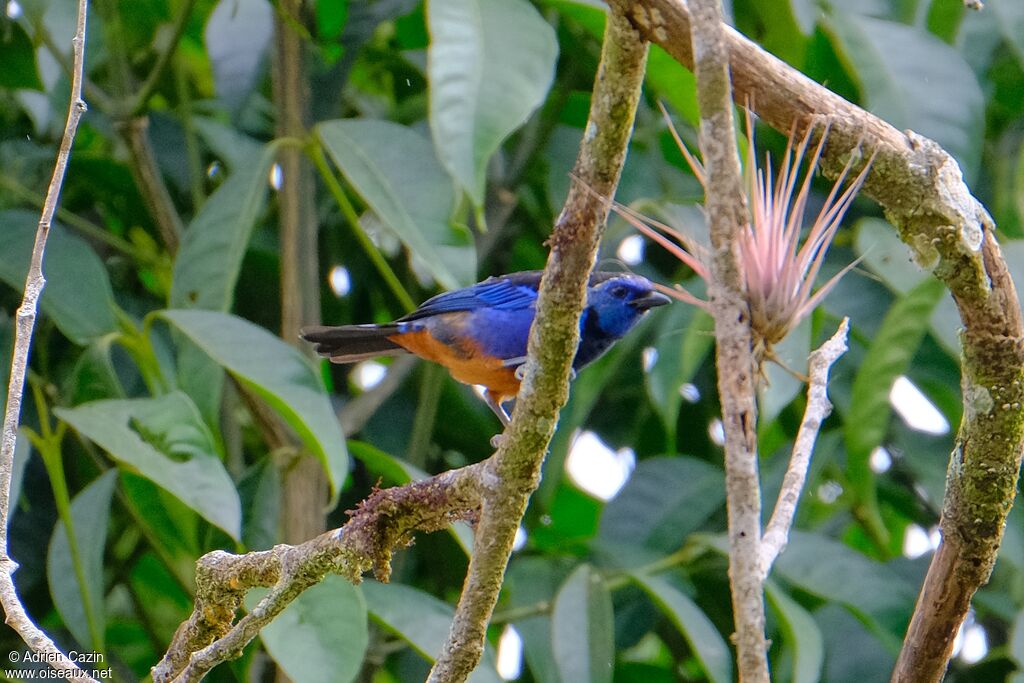 Opal-rumped Tanageradult