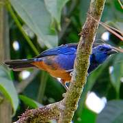 Opal-rumped Tanager