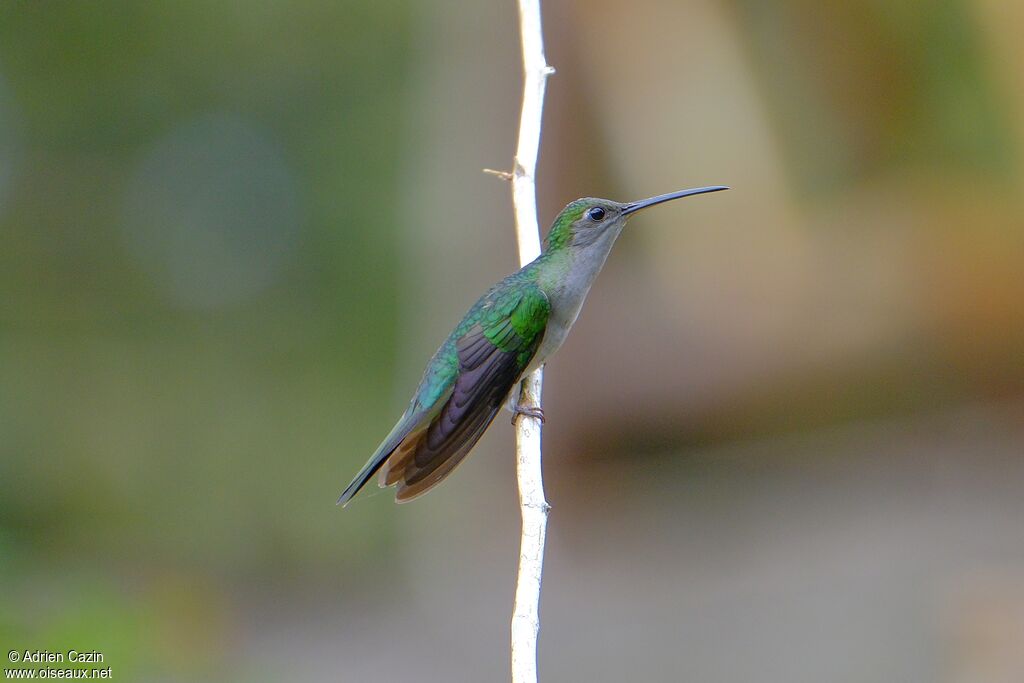 Grey-breasted Sabrewingadult