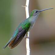 Grey-breasted Sabrewing