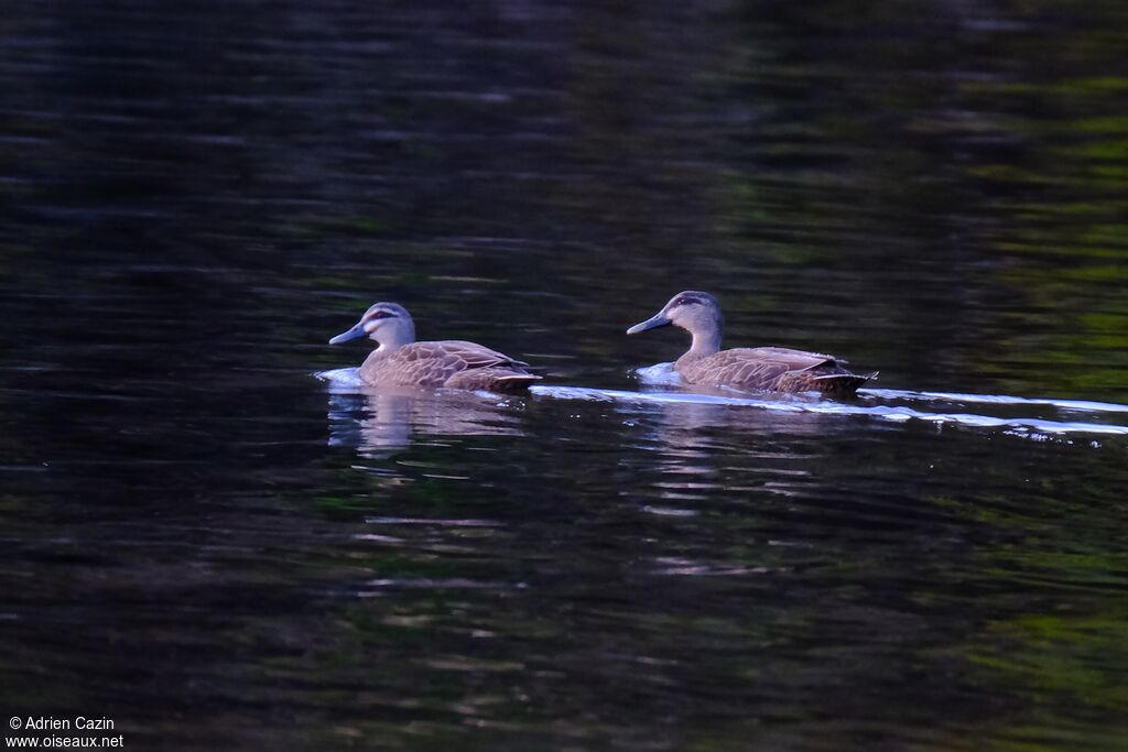 Pacific Black Duckadult