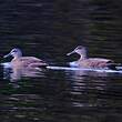 Canard à sourcils