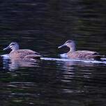 Canard à sourcils