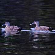 Pacific Black Duck