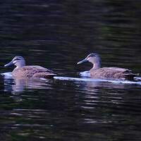 Canard à sourcils