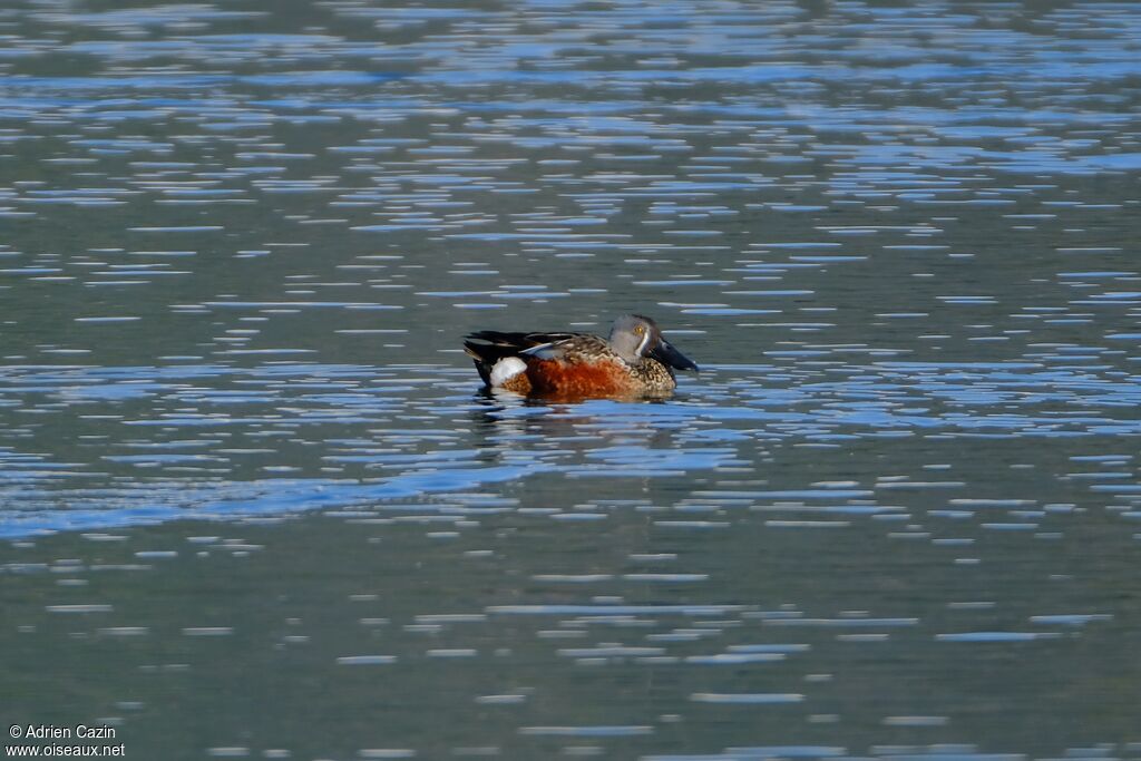 Canard bridé mâle adulte