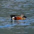 Canard bridé