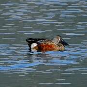 Australasian Shoveler