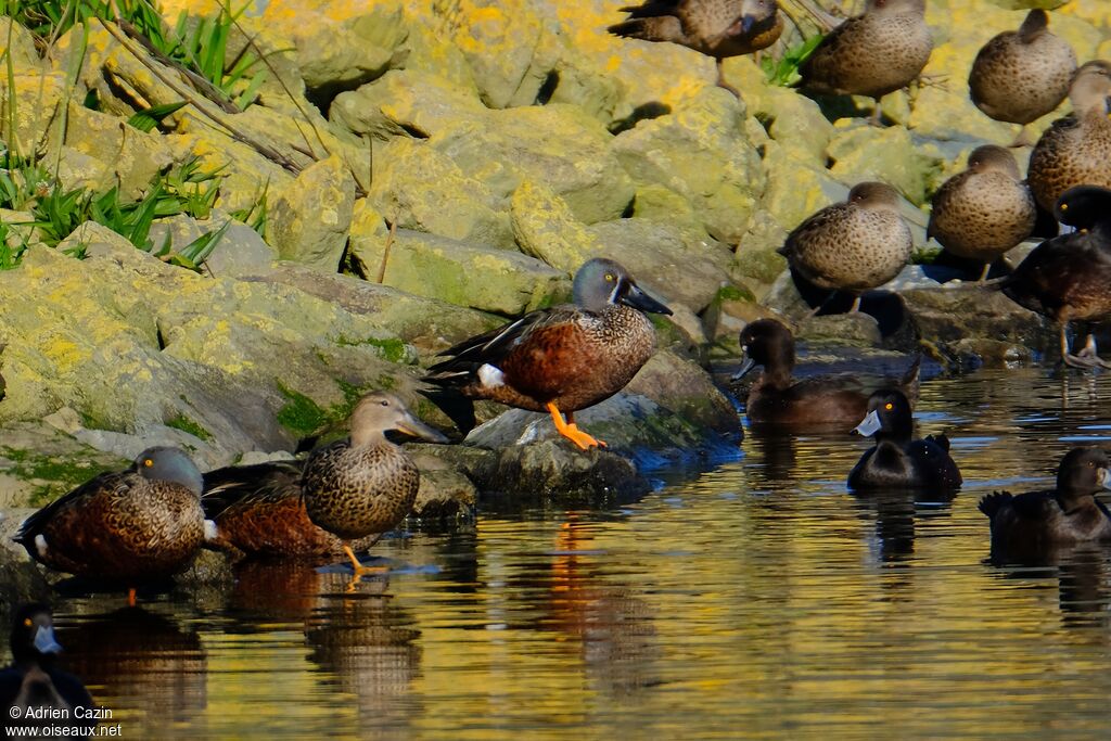 Canard bridé