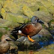 Canard bridé