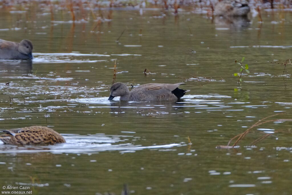 Canard chipeau mâle adulte nuptial