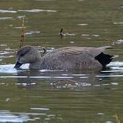 Gadwall