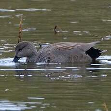 Canard chipeau