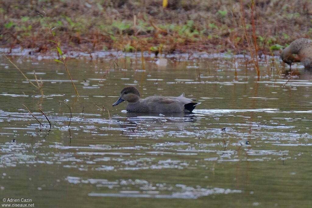 Canard chipeau mâle adulte nuptial