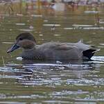 Canard chipeau