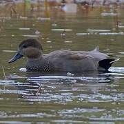 Gadwall