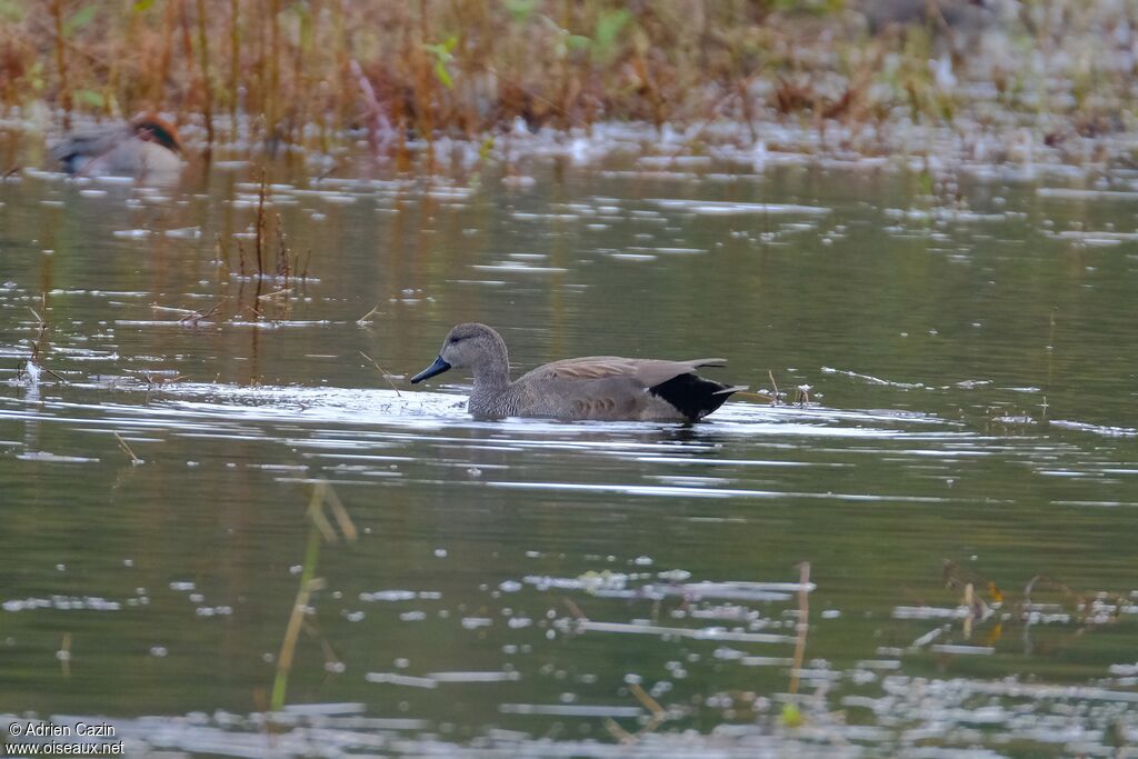 Canard chipeau mâle adulte