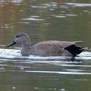 Gadwall