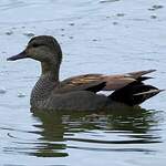 Canard chipeau