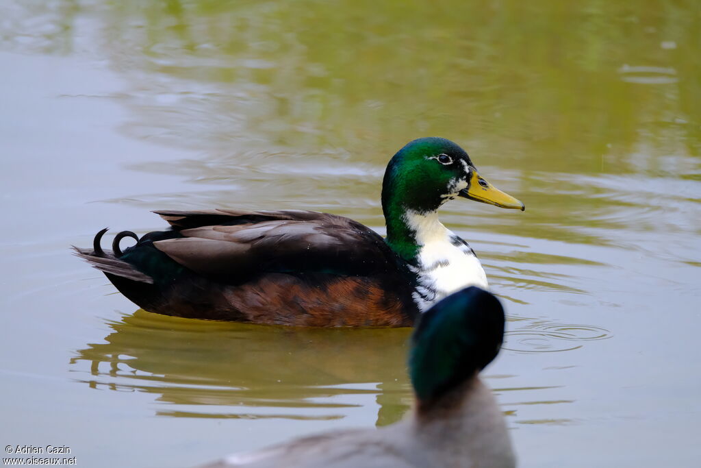 Canard colvert mâle adulte, pigmentation