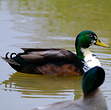 Canard colvert