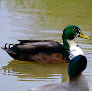 Mallard