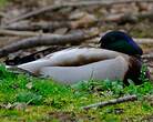 Canard colvert