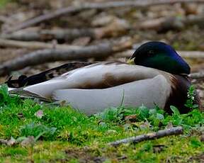Canard colvert