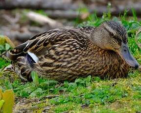 Canard colvert