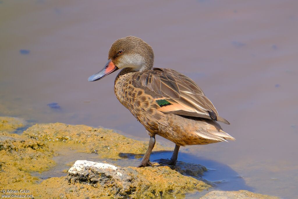 White-cheeked Pintailadult