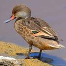 Canard des Bahamas