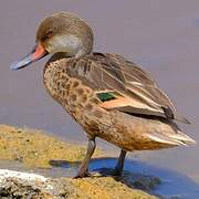 Canard des Bahamas