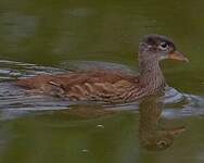 Canard mandarin