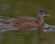 Mandarin Duck