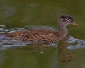 Canard mandarin