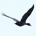 Canard musqué