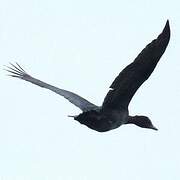 Canard musqué