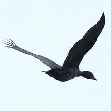 Canard musqué