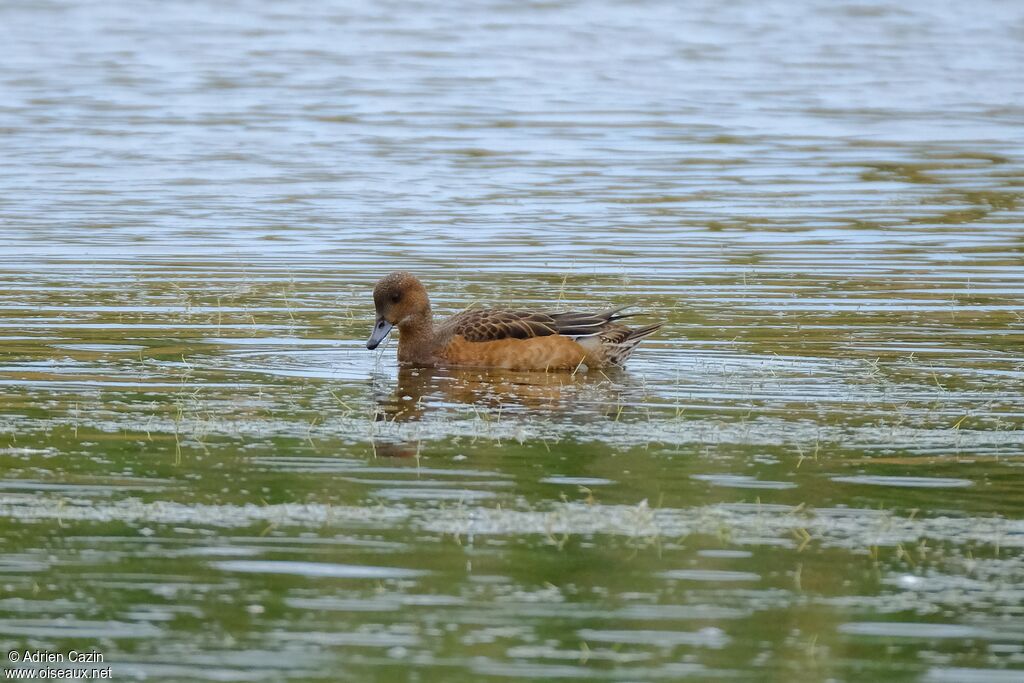 Canard siffleur femelle adulte