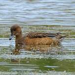 Canard siffleur