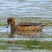 Eurasian Wigeon