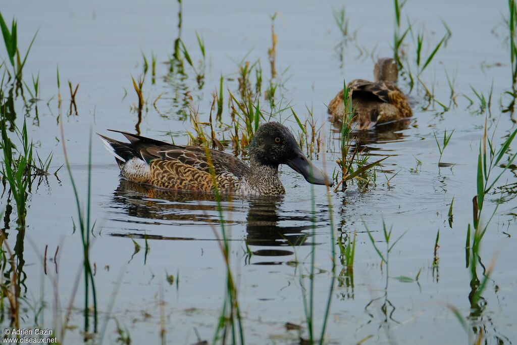 Canard souchet mâle adulte